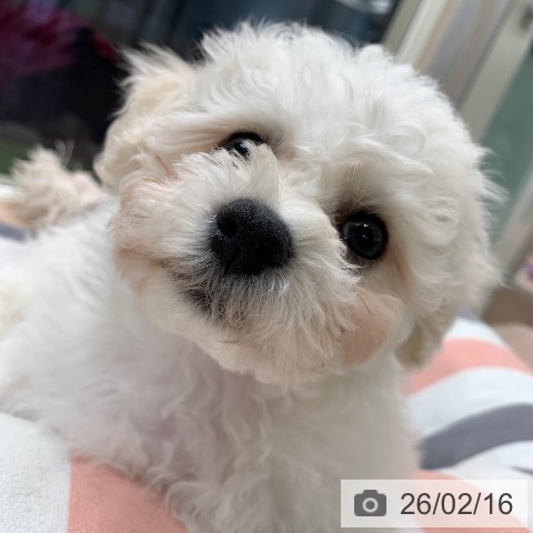 千葉県のビションフリーゼ (ペットプラス 幕張新都心店/2025年12月13日生まれ/女の子/ホワイト)の子犬の4枚目の画像