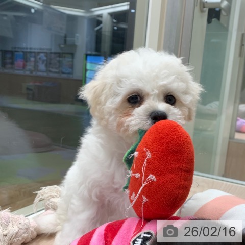 千葉県のビションフリーゼ (ペットプラス 幕張新都心店/2025年12月13日生まれ/女の子/ホワイト)の子犬の3枚目の画像