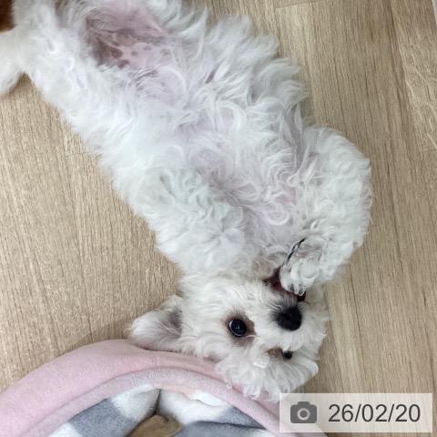 宮城県のビションフリーゼ (ペットプラス 仙台上杉店/2025年12月13日生まれ/女の子/ホワイト)の子犬の4枚目の画像