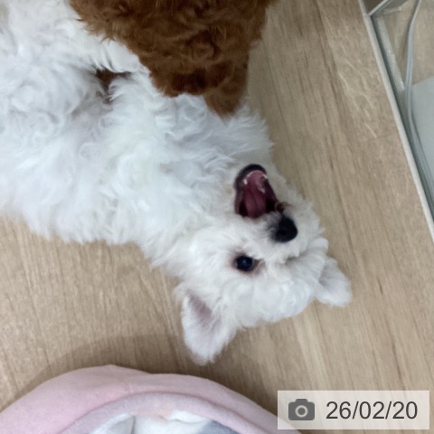 宮城県のビションフリーゼ (ペットプラス 仙台上杉店/2025年12月13日生まれ/女の子/ホワイト)の子犬の3枚目の画像