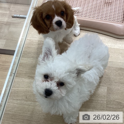 宮城県のビションフリーゼ (ペットプラス 仙台上杉店/2025年12月13日生まれ/女の子/ホワイト)の子犬の3枚目の画像