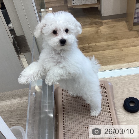 埼玉県のビションフリーゼ (ペットプラス 八潮店/2025年12月10日生まれ/女の子/ホワイト)の子犬の4枚目の画像