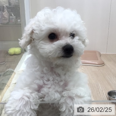 埼玉県のビションフリーゼ (ペットプラス 八潮店/2025年12月10日生まれ/女の子/ホワイト)の子犬の3枚目の画像