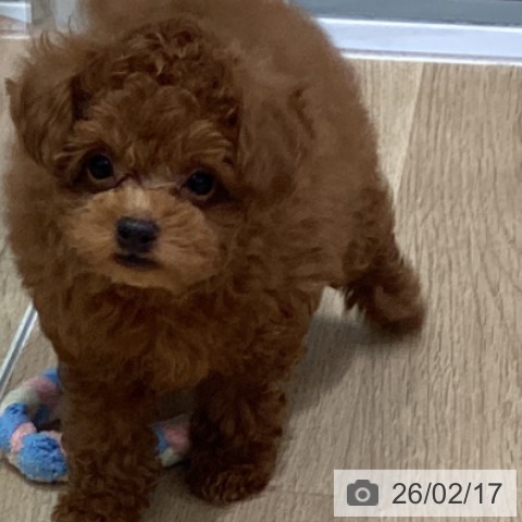 青森県のトイプードル(トイ) (ペットプラス 青森浜田店/2025年12月16日生まれ/男の子/レッド)の子犬の4枚目の画像