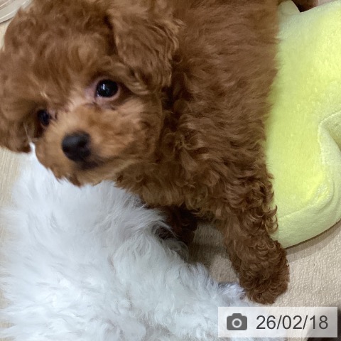 岩手県のトイプードル(トイ) (ペットプラス 盛岡南店/2025年12月16日生まれ/男の子/レッド)の子犬の3枚目の画像