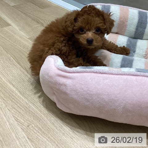 岩手県のトイプードル(トイ) (ペットプラス 盛岡南店/2025年12月16日生まれ/男の子/レッド)の子犬の4枚目の画像