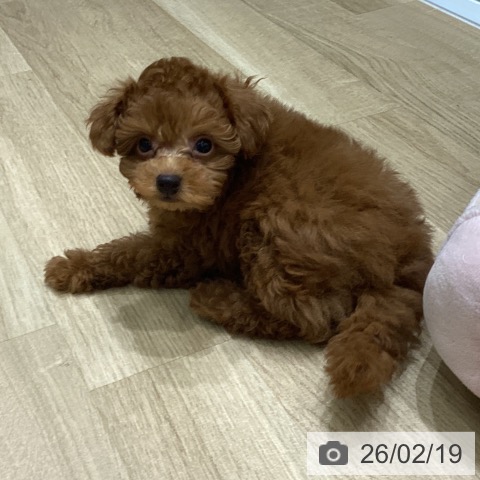 岩手県のトイプードル(トイ) (ペットプラス 盛岡南店/2025年12月16日生まれ/男の子/レッド)の子犬の3枚目の画像