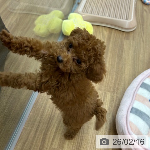 東京都のトイプードル(トイ) (ペッツワン 青梅インター店/2025年12月16日生まれ/男の子/レッド)の子犬の4枚目の画像