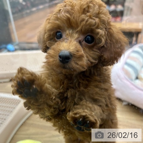 トイ・プードルの写真