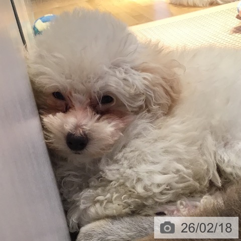 山形県のトイプードル(トイ) (ペットプラス 天童店/2025年12月15日生まれ/女の子/クリーム)の子犬の4枚目の画像