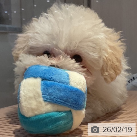 山形県のトイプードル(トイ) (ペットプラス 天童店/2025年12月15日生まれ/女の子/クリーム)の子犬の3枚目の画像