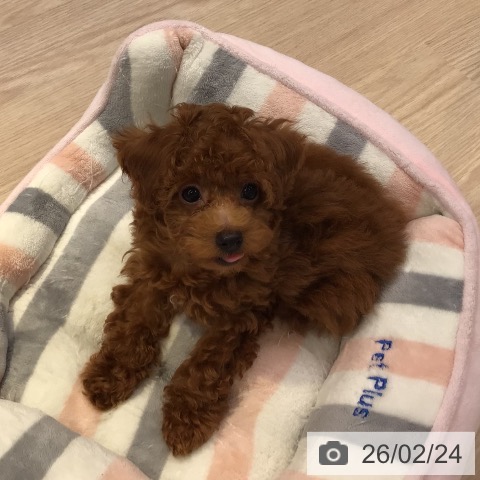 トイ・プードルの写真