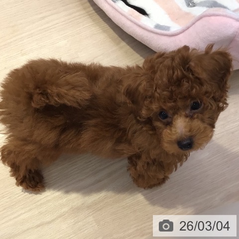 トイ・プードルの写真