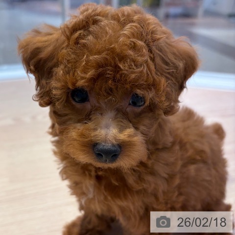 東京都のトイプードル(トイ) (ペットプラス 多摩平の森店/2025年12月17日生まれ/男の子/レッド)の子犬の3枚目の画像