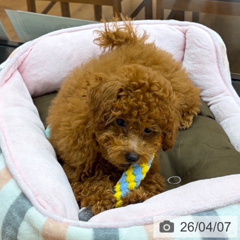 東京都のトイプードル(トイ) (ペッツワン 青梅インター店/2025年12月17日生まれ/男の子/レッド)の子犬の4枚目の画像