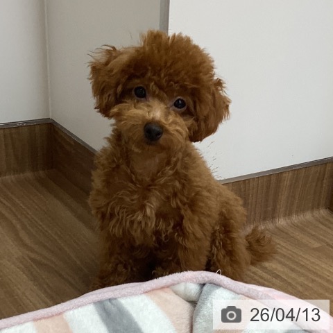 東京都のトイプードル(トイ) (ペッツワン 青梅インター店/2025年12月17日生まれ/男の子/レッド)の子犬の4枚目の画像