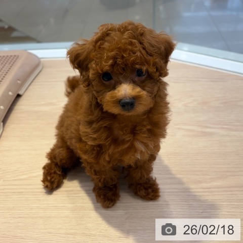 東京都のトイプードル(トイ) (ペッツワン 青梅インター店/2025年12月17日生まれ/男の子/レッド)の子犬の3枚目の画像