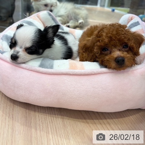 東京都のトイプードル(トイ) (ペットプラス 多摩平の森店/2025年12月17日生まれ/男の子/レッド)の子犬の3枚目の画像