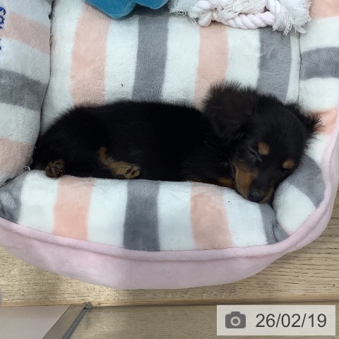 東京都のカニンヘンダックスフンド(ロング) (ペットプラス 日の出店/2025年12月18日生まれ/男の子/ブラックタン)の子犬の3枚目の画像