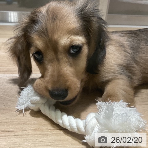 神奈川県のカニンヘンダックスフンド(ロング) (ペットプラス 湘南平塚店/2025年12月18日生まれ/男の子/イエローダップル)の子犬の4枚目の画像