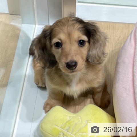 カニーンヘン・ダックスフンドの写真