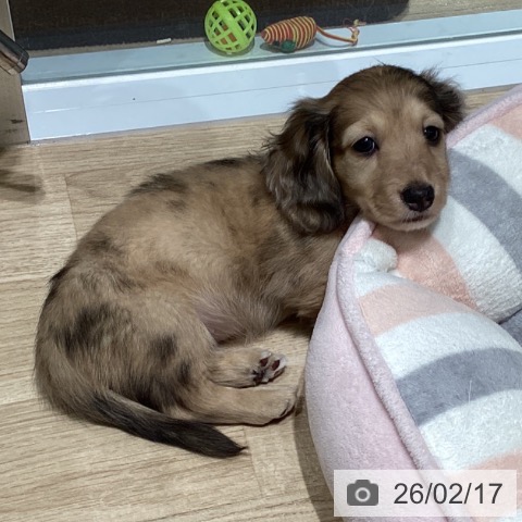 東京都のカニンヘンダックスフンド(ロング) (ペットプラス 立川高島屋S.C.店/2025年12月18日生まれ/女の子/イエローダップル)の子犬の3枚目の画像