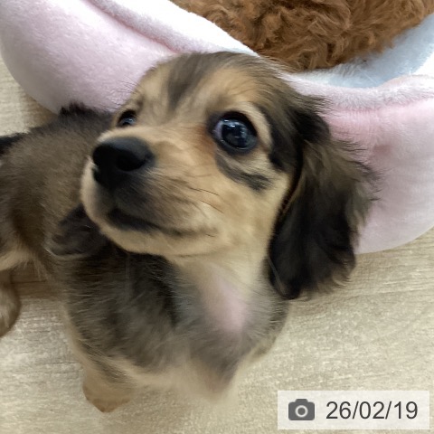 宮城県のカニンヘンダックスフンド(ロング) (ペットプラス 仙台上杉店/2025年12月18日生まれ/女の子/レッド)の子犬の4枚目の画像