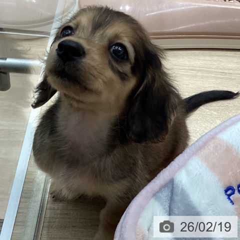 宮城県のカニンヘンダックスフンド(ロング) (ペットプラス 仙台上杉店/2025年12月18日生まれ/女の子/レッド)の子犬の3枚目の画像