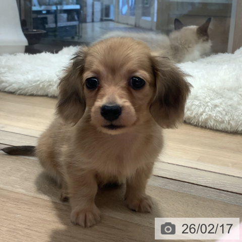 東京都のカニンヘンダックスフンド(ロング) (ペットプラス アクアシティお台場店/2025年12月18日生まれ/女の子/イエローダップル)の子犬の3枚目の画像