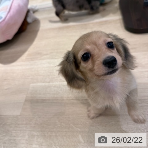 東京都のカニンヘンダックスフンド(ロング) (ペットプラス アクアシティお台場店/2025年12月18日生まれ/女の子/イエローダップル)の子犬の3枚目の画像