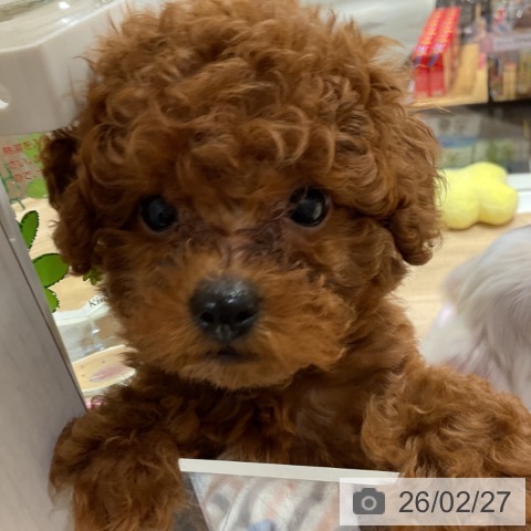 神奈川県のトイプードル(トイ) (ペットプラス 湘南平塚店/2025年12月18日生まれ/男の子/レッド)の子犬の3枚目の画像