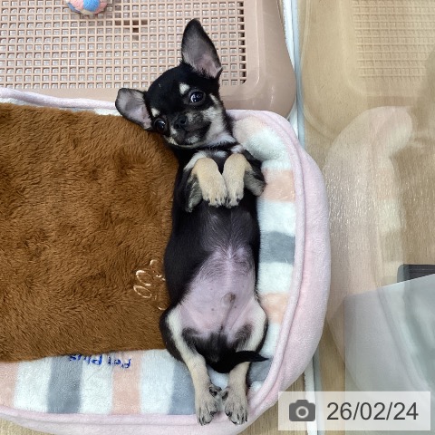 神奈川県のチワワ(ロング) (ペットプラス 座間店/2025年12月8日生まれ/男の子/ブラックタン)の子犬の4枚目の画像
