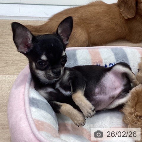 神奈川県のチワワ(ロング) (ペットプラス 座間店/2025年12月8日生まれ/男の子/ブラックタン)の子犬の4枚目の画像