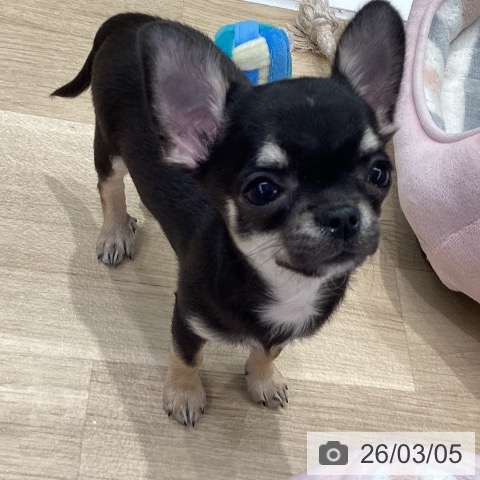 神奈川県のチワワ(ロング) (ペットプラス 座間店/2025年12月8日生まれ/男の子/ブラックタン)の子犬の4枚目の画像