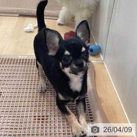 神奈川県のチワワ(ロング) (ペットプラス 海老名店/2025年12月8日生まれ/男の子/ブラックタン)の子犬の4枚目の画像