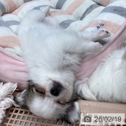 東京都のチワワ(ロング) (ペットプラス むさし村山店/2025年12月8日生まれ/女の子/ホワイトフォーン)の子犬の4枚目の画像