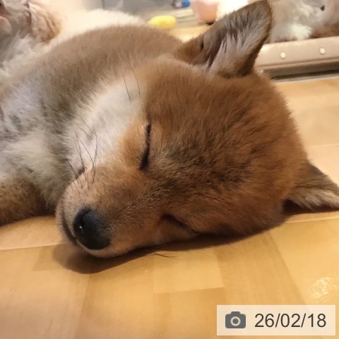 山形県の柴犬(標準サイズ) (ペットプラス 天童店/2025年12月18日生まれ/男の子/赤)の子犬の4枚目の画像