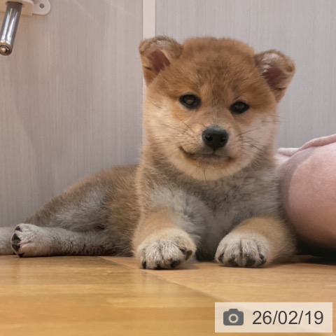 山形県の柴犬(標準サイズ) (ペットプラス 天童店/2025年12月18日生まれ/男の子/赤)の子犬の3枚目の画像