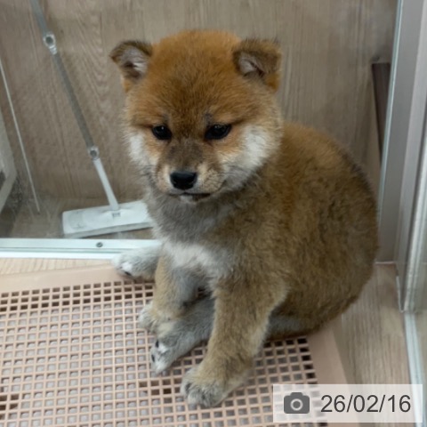 埼玉県の柴犬(標準サイズ) (ペットプラス 上尾店/2025年12月18日生まれ/男の子/赤)の子犬の4枚目の画像