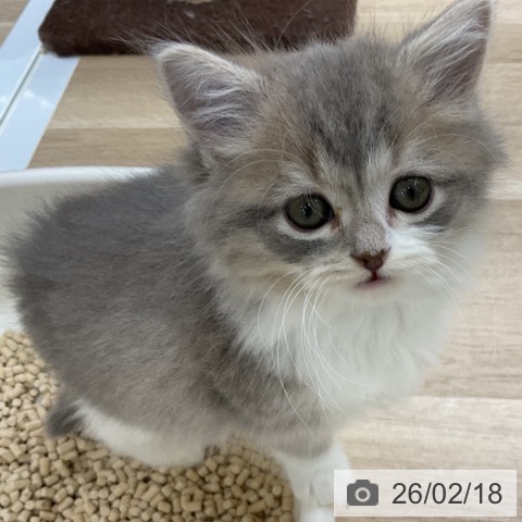 福島県のスコティッシュフォールド (ペットプラス 福島店/2025年12月18日生まれ/男の子/ブルータビーホワイト)の子猫の4枚目の画像