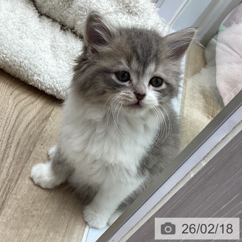 福島県のスコティッシュフォールド (ペットプラス 福島店/2025年12月18日生まれ/男の子/ブルータビーホワイト)の子猫の3枚目の画像