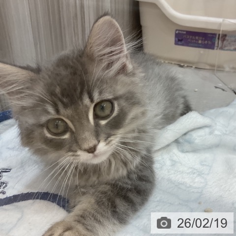 群馬県のラガマフィン (ペットプラス イオンモール太田店/2025年12月13日生まれ/男の子/ブルータビー)の子猫の3枚目の画像