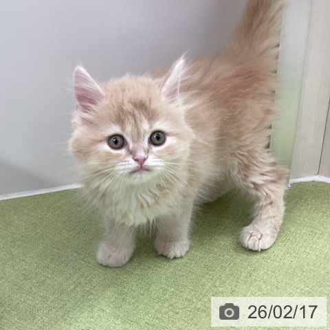 ラガマフィンの写真