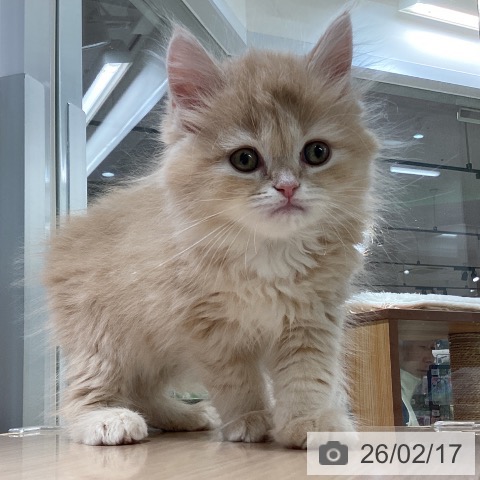 ラガマフィンの写真