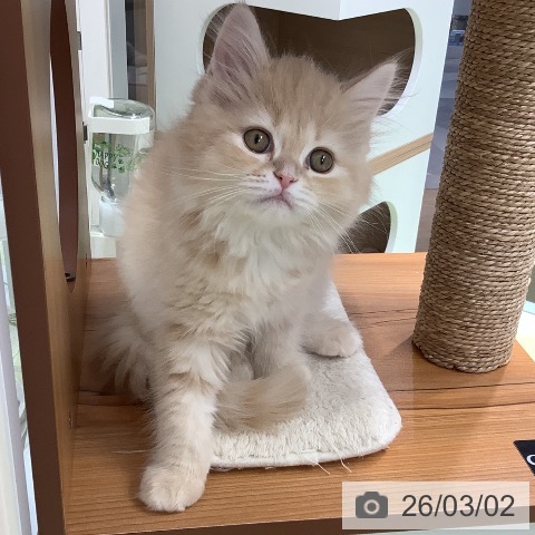 埼玉県のラガマフィン (ペットプラス 川口店/2025年12月13日生まれ/男の子/クリームタビー)の子猫の4枚目の画像