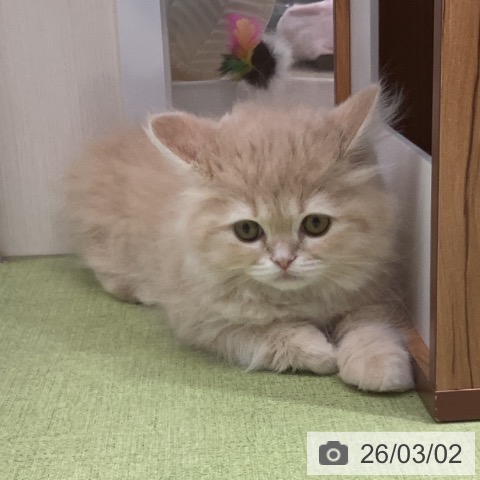 埼玉県のラガマフィン (ペットプラス 川口店/2025年12月13日生まれ/男の子/クリームタビー)の子猫の3枚目の画像