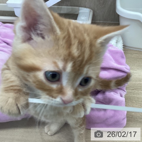 宮城県のアメリカンショートヘアー (ペットプラス 仙台泉大沢店/2025年12月16日生まれ/男の子/レッドタビー)の子猫の4枚目の画像