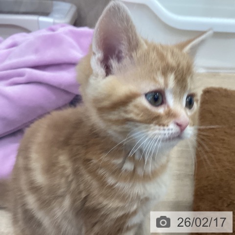 宮城県のアメリカンショートヘアー (ペットプラス 仙台泉大沢店/2025年12月16日生まれ/男の子/レッドタビー)の子猫の3枚目の画像