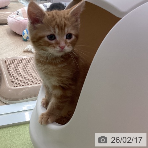 アメリカンショートヘアの写真