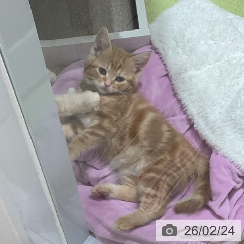 埼玉県のアメリカンショートヘアー (ペットプラス 川口店/2025年12月16日生まれ/男の子/レッドタビー)の子猫の3枚目の画像